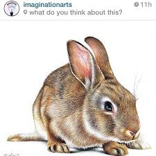 Thank You For Featured Imaginationarts Rabbit Illustration Color Pencil Art Art