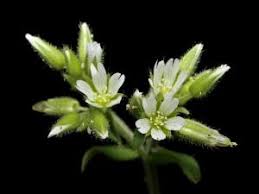 Image result for Cerastium glomeratum