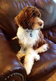 This breed is not hypoallergenic. Portuguese Water Dog Pwd Gus Intently Watching Tv Portuguese Water Dog Portugese Water Dogs Water Dog
