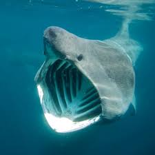 Rare Picture Of Basking Shark Cetorhinus Maximus Cornwall England Basking Shark Pictures Of Sea Creatures Deep Sea Creatures