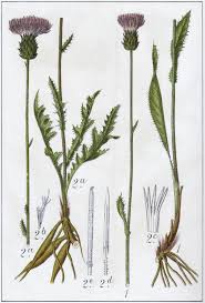 Image result for Cirsium