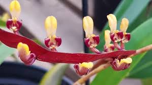 Image result for Bulbophyllum falcatum