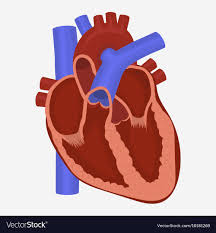 Heart anatomy Royalty Free Vector Image - VectorStock