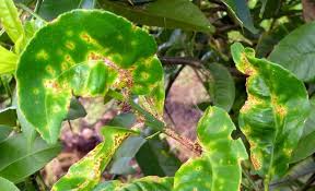 • rogue infected trees and disinfect budding tools 16 Citrus Tree Diseases And How To Treat Them Rhythm Of The Home