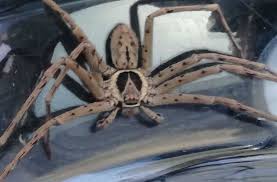Sie ist die giftigste spinne der welt, oft auch als bananenspinne bekannt. Supermarkt In Osterreich Verkauferinnen Finden Riesenspinne Und Rufen Polizei Panorama Stuttgarter Nachrichten