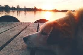 Extending from lake of the ozarks in missouri on down into the entire northern portion of arkansas, the ozarks offer incredible natural beauty as well a lots of opportunities for all kinds of entertainment. Eureka Springs Pet Friendly Cabins Lodging Beaver Lake Cottages