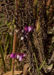 Image result for Dolichos sericeus