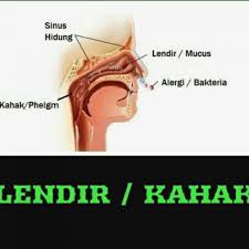 Air putih akan membantu anda untuk mencairkan. Paru Paru Rosak Akibat Rawat Batuk Dan Kahak