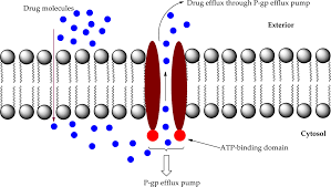 Image result for P-Glycoprotein