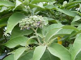 Image result for Solanum mauritianum