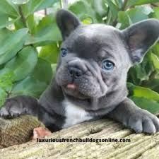 Healthy solid blue french bulldog puppies ready. Cute Archives Page 3 Of 3 Luxury French Bulldogs Online Buy French Bulldog Online Buy Cute French Bulldog Online