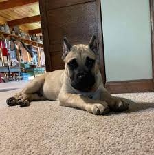 Über 7 millionen englischsprachige bücher. Presa Canario Breeder Stud Service Vancouver Bc Home Facebook