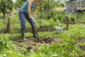 5 Steps To Start A New Garden From Scratch