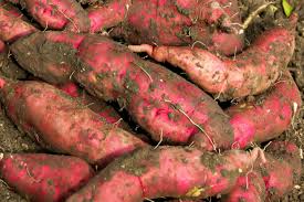 Check spelling or type a new query. 10 Root Vegetables You Can Successfully Grow
