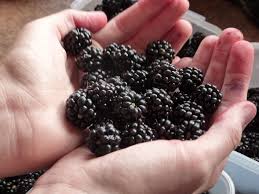 They contain three times the levels of antioxidants than that of blueberries. Blackberry Vs Black Raspberry What S The Difference Huffpost Life