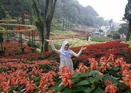 Di antara objek wisata dalam jawa timur park di kota batu, malang, museum angkut bisa dibilang merupakan yang paling populer. Kebun Bunga Dan Wahana Kawasan Wisata Batu Selecta Malang