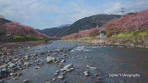 2017年 伊豆 河津桜まつり 夜桜ライトアップ 静岡県河津町 2021 伊豆 風景 旅 ブログ
