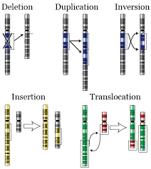 Natural selection simulation at phet worksheet answers. 4 8 Mutation Types Biology Libretexts