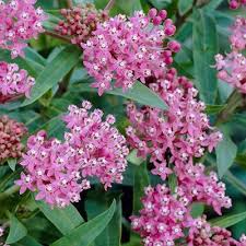 Asclepias Incarnata Cinderella Swamp Milkweed Asclepiadaceae The Milkweed Family Asclepias Asclepias Incarnata Swamp Milkweed