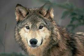 Great Plains Wolf Grey Wolf Wolf Dog Wolf Pictures