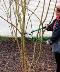 How To Prune Crepe Myrtles Correctly The Good Earth Garden Center In 2020 Myrtle Tree Pruning Crepe Myrtles Crape Myrtle