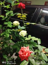 Cara cara penjagaan bunga rose biasa dan bunga rose jepun mp3 duration 6:52 size 15.72 mb / halamanrumah chennel 17. Cara Ni Memang Kena Buat Kalau Tak Pokok Ros Yang Dibeli Dari Tanah Tinggi Akan Mati Keluarga