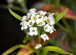 Image result for Humularia