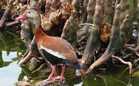 We did not find results for: Black Bellied Whistling Duck Audubon Field Guide