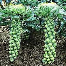 Long Island Brussel Sprouts Seeds Etsy In 2021 Growing Vegetables Garden Seeds Growing Food