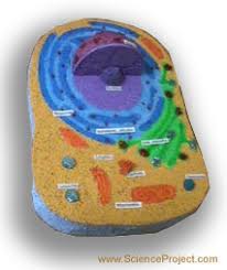 We did not find results for: Make A Model Of A Plant Or Animal Cell Science Projects