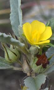 Image result for Melhania virescens