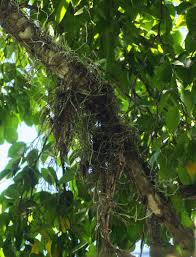 Image result for Microcoelia exilis