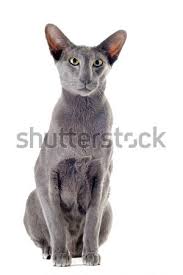 Maybe you would like to learn more about one of these? White Oriental Cat Stock Photo C Cynoclub 2080185 Stockfresh