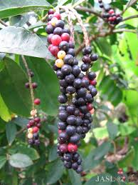 Image result for Antidesma vogelianum