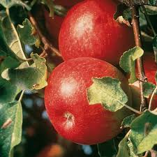 Cortland Apple Apple Trees Stark Bro S