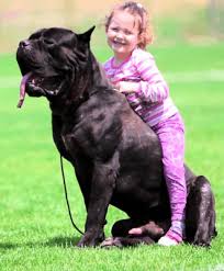 Check spelling or type a new query. Cane Corso Right For Me Asks Woman With Small Children