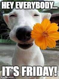 20 best funny photos for friday morning #memes. Pin By Christy Walding On Dagen Van De Week Funny Weekend Quotes Funny Good Morning Quotes Its Friday Quotes