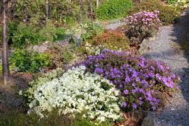 Rhododendron Choices For Small Gardens Alpine Garden Society