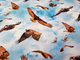 Birds Of Prey Images Elizabeth S Studio North American Wildlife Bird Of Prey Hawk Flying Birds Birds In The Sky Wildlife N In 2020 North American Wildlife Birds In The Sky Wildlife Prints