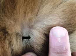 Image result for what do Mallophaga look like in dog fur