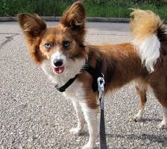 Black And White Corgi Dachshund Mix Corgi Papillon Mix Dog Google Search Corgi Mix Unique Dog Breeds Lap Dogs