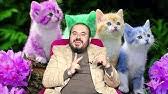 Ruyada Kedi Saldirmasi Ne Anlama Gelir Youtube