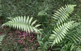 Image result for Christella dentata