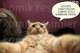 Komik Uyku Capsleri Cats Animals