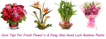 Maybe you would like to learn more about one of these? Flowers S Good Luck Plant S Care Tips J K Florist