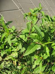 Image result for Anisopappus kirkii