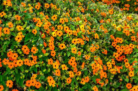 Image result for Thunbergia kirkiana