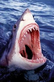 Great White Shark Poster Poster Print Item Varpyrpp32497 Great White Shark White Sharks Shark Photos