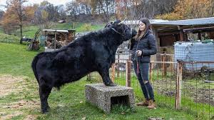 Model und Influencerin Lisa Marie Schüßler: Warum die Kuhflüsterin Fleisch  isst und ihr das reale Leben wichtiger ist als Instagram