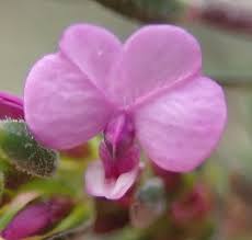 Image result for Muraltia